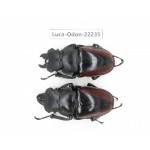Odontolabis cuvera cuvera. China, Myanmar, Kechin area, Nanse. 2M. Luca-Odon-22235.