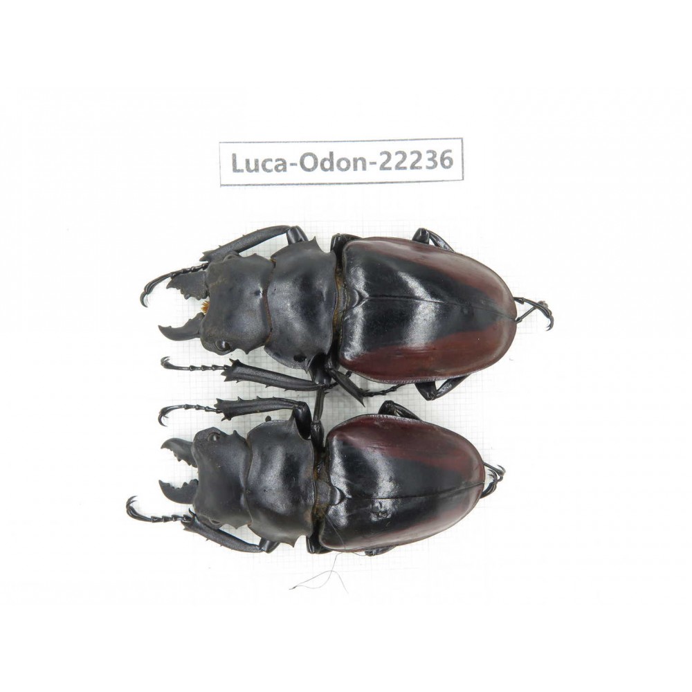 Odontolabis cuvera cuvera. China, Myanmar, Kechin area, Nanse. 2M. Luca-Odon-22236.