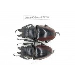 Odontolabis cuvera cuvera. China, Myanmar, Kechin area, Nanse. 2M. Luca-Odon-22236.