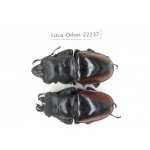 Odontolabis cuvera cuvera. China, Myanmar, Kechin area, Nanse. 2M. Luca-Odon-22237.