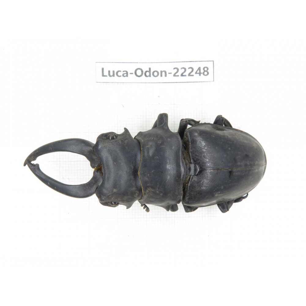 Odontolabis siva. China, Myanmar, Kechin area, Nanse. 1M. Luca-Odon-22248.