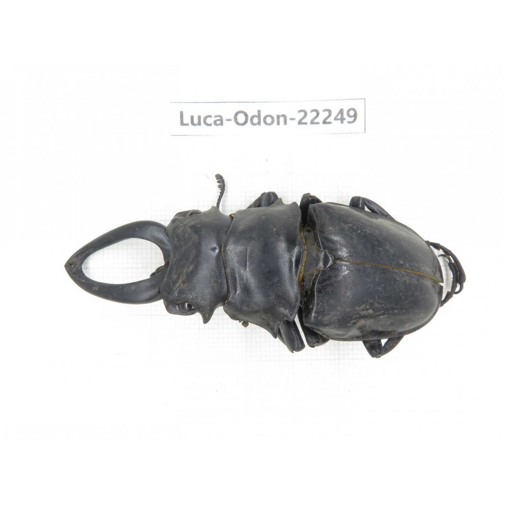 Odontolabis siva. China, Myanmar, Kechin area, Nanse. 1M. Luca-Odon-22249.
