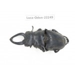 Odontolabis siva. China, Myanmar, Kechin area, Nanse. 1M. Luca-Odon-22249.