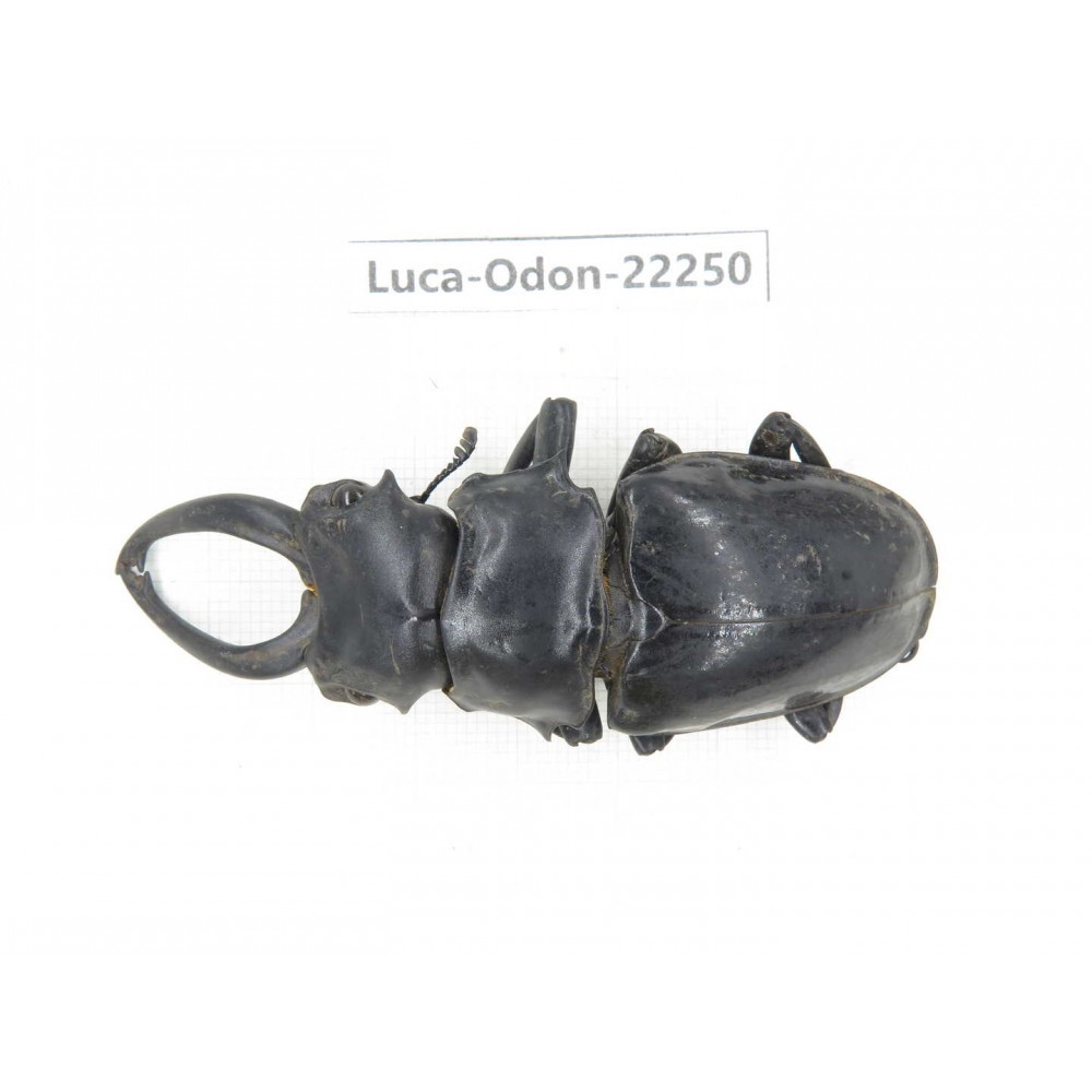 Odontolabis siva. China, Myanmar, Kechin area, Nanse. 1M. Luca-Odon-22250.