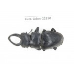 Odontolabis siva. China, Myanmar, Kechin area, Nanse. 1M. Luca-Odon-22250.