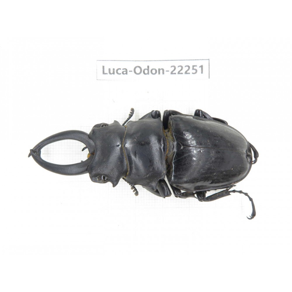 Odontolabis siva. China, Myanmar, Kechin area, Nanse. 1M. Luca-Odon-22251.