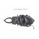 Odontolabis siva. China, Myanmar, Kechin area, Nanse. 1M. Luca-Odon-22251.