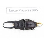 Prosopocoilus sp. China, Yunnan, Honghe, Pingbian county.1M. Luca-Pros-22005.