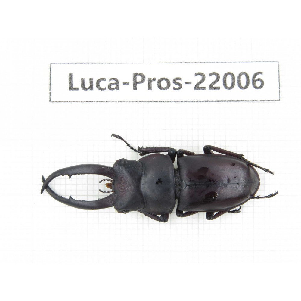 Prosopocoilus sp. China, Yunnan, Honghe, Pingbian county.1M. Luca-Pros-22006.