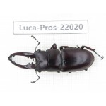 Prosopocoilus sp. China,  Yunnan, Nujiang, Fugong county. 1M. Luca-Pros-22020.