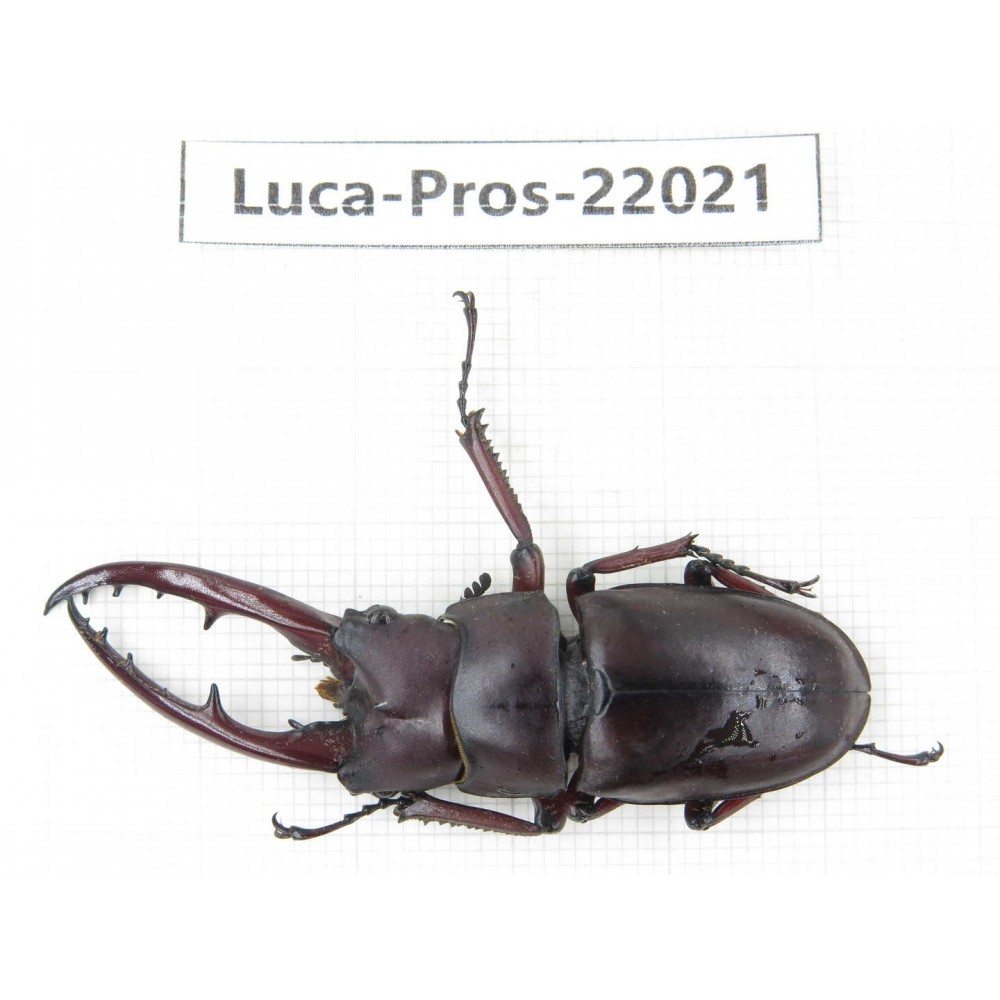 Prosopocoilus sp. China,  Yunnan, Nujiang, Fugong county. 1M. Luca-Pros-22021.