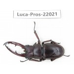 Prosopocoilus sp. China,  Yunnan, Nujiang, Fugong county. 1M. Luca-Pros-22021.