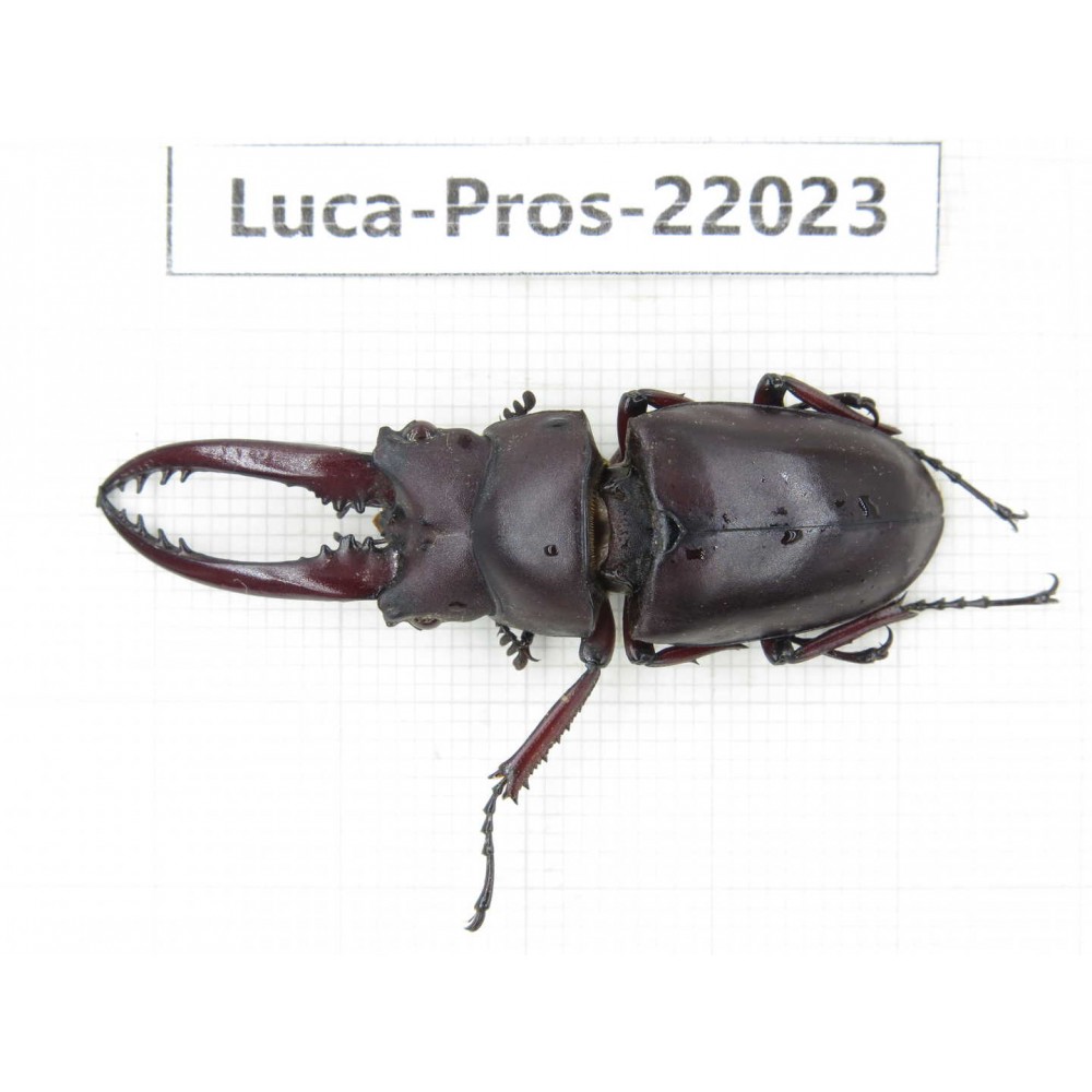 Prosopocoilus sp. China,  Yunnan, Nujiang, Fugong county. 1M. Luca-Pros-22023.