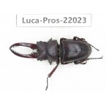 Prosopocoilus sp. China,  Yunnan, Nujiang, Fugong county. 1M. Luca-Pros-22023.