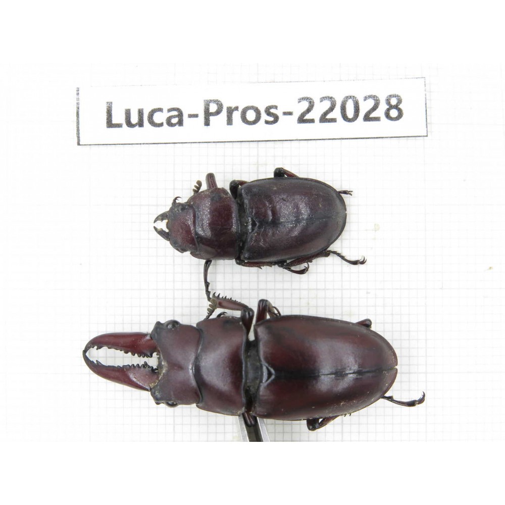 Prosopocoilus sp. China, Yunnan, Dali, S of Mt.Cangshan. 1P. Luca-Pros-22028.