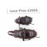 Prosopocoilus sp. China, Yunnan, Dali, S of Mt.Cangshan. 1P. Luca-Pros-22028.