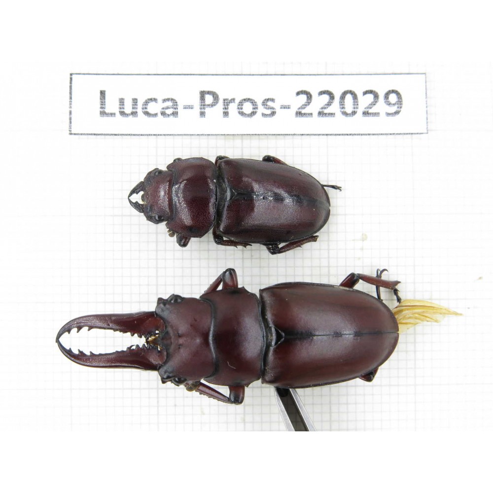 Prosopocoilus sp. China, Yunnan, Dali, S of Mt.Cangshan. 1P. Luca-Pros-22029.