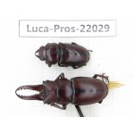 Prosopocoilus sp. China, Yunnan, Dali, S of Mt.Cangshan. 1P. Luca-Pros-22029.