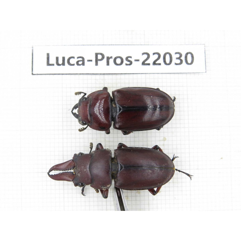 Prosopocoilus sp. China, Yunnan, Dali, S of Mt.Cangshan. 1P. Luca-Pros-22030.