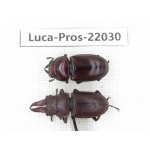 Prosopocoilus sp. China, Yunnan, Dali, S of Mt.Cangshan. 1P. Luca-Pros-22030.