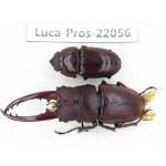 Prosopocoilus sp. China, Yunnan, Yuxi, Xinping county. 1P. Luca-Pros-22056.