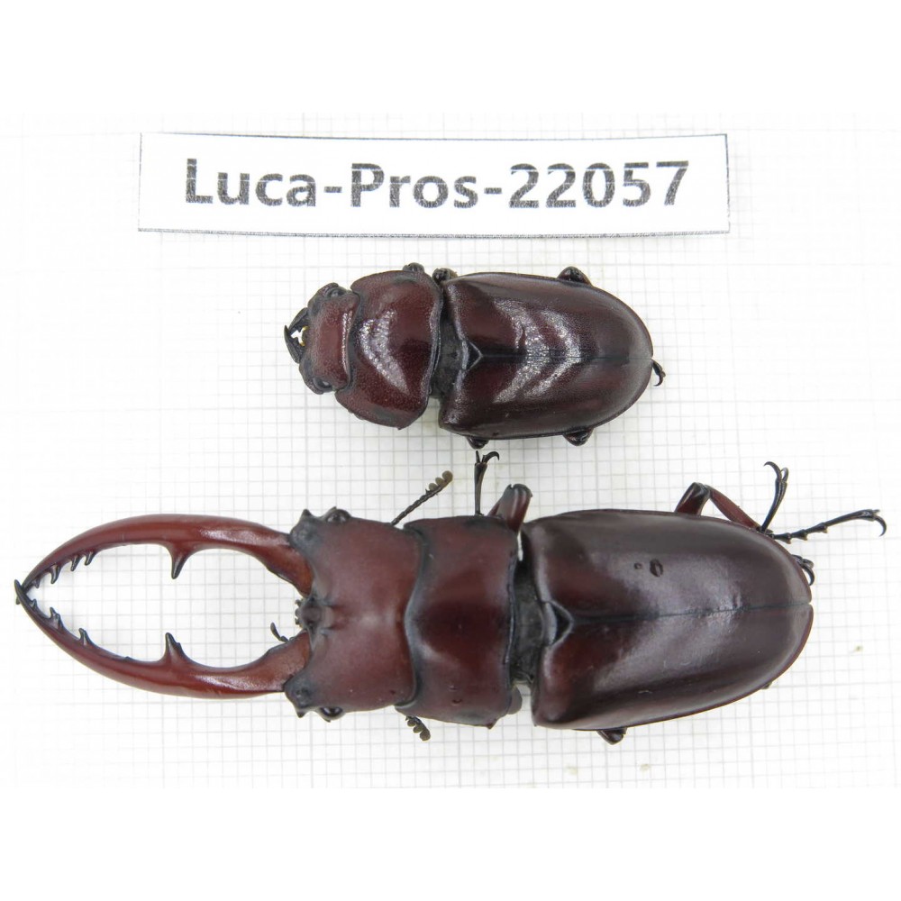 Prosopocoilus sp. China, Yunnan, Yuxi, Xinping county. 1P. Luca-Pros-22057.