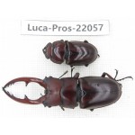 Prosopocoilus sp. China, Yunnan, Yuxi, Xinping county. 1P. Luca-Pros-22057.