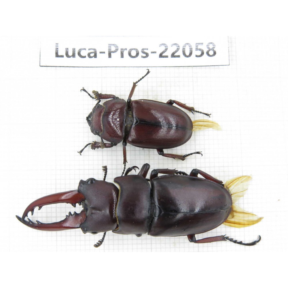 Prosopocoilus sp. China, Yunnan, Yuxi, Xinping county. 1P. Luca-Pros-22058.