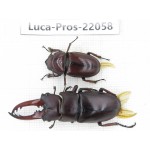 Prosopocoilus sp. China, Yunnan, Yuxi, Xinping county. 1P. Luca-Pros-22058.