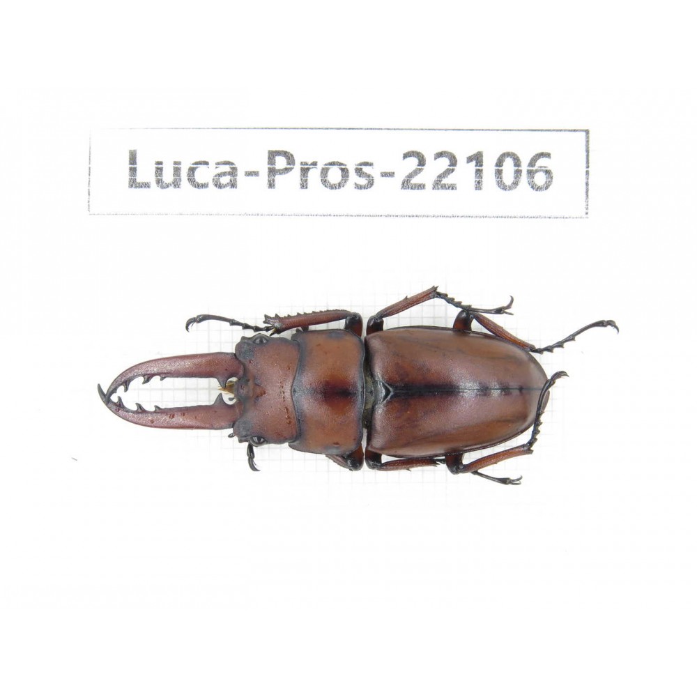 Prosopocoilus sp. China, Guizhou, Bijie, Jinsha county.1M. Luca-Pros-22106.