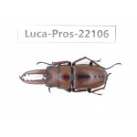 Prosopocoilus sp. China, Guizhou, Bijie, Jinsha county.1M. Luca-Pros-22106.