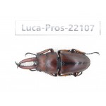 Prosopocoilus sp. China, Guizhou, Bijie, Jinsha county.1M. Luca-Pros-22107.