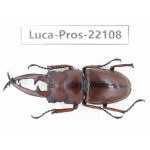 Prosopocoilus sp. China, Guizhou, Bijie, Jinsha county.1M. Luca-Pros-22108.