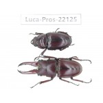 Prosopocoilus sp. China, Yunnan, Dehong, Yingjiang county. 1P. Luca-Pros-22125.