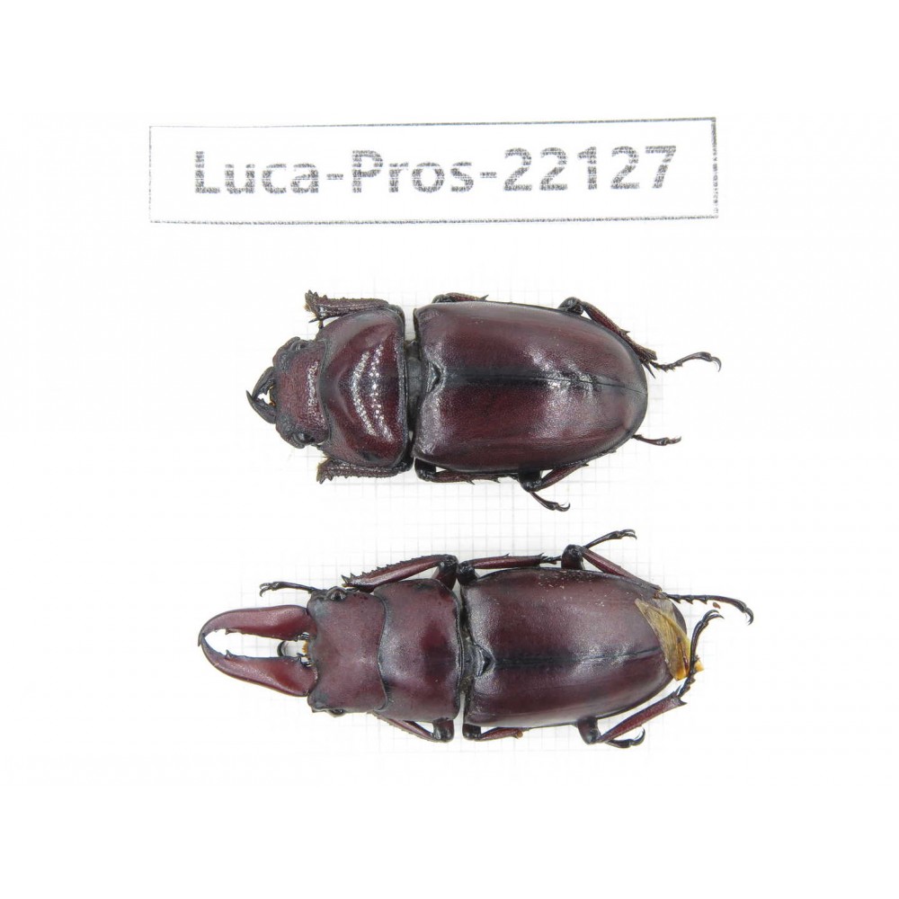 Prosopocoilus sp. China, Yunnan, Dehong, Yingjiang county. 1P. Luca-Pros-22127.