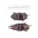 Prosopocoilus sp. China, Yunnan, Dehong, Yingjiang county. 1P. Luca-Pros-22127.