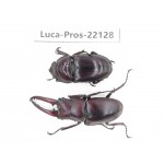 Prosopocoilus sp. China, Yunnan, Dehong, Yingjiang county. 1P. Luca-Pros-22128.