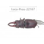Prosopocoilus sp. China, Yunnan, Dali, S of Mt.Cangshan.1M. Luca-Pros-22167.