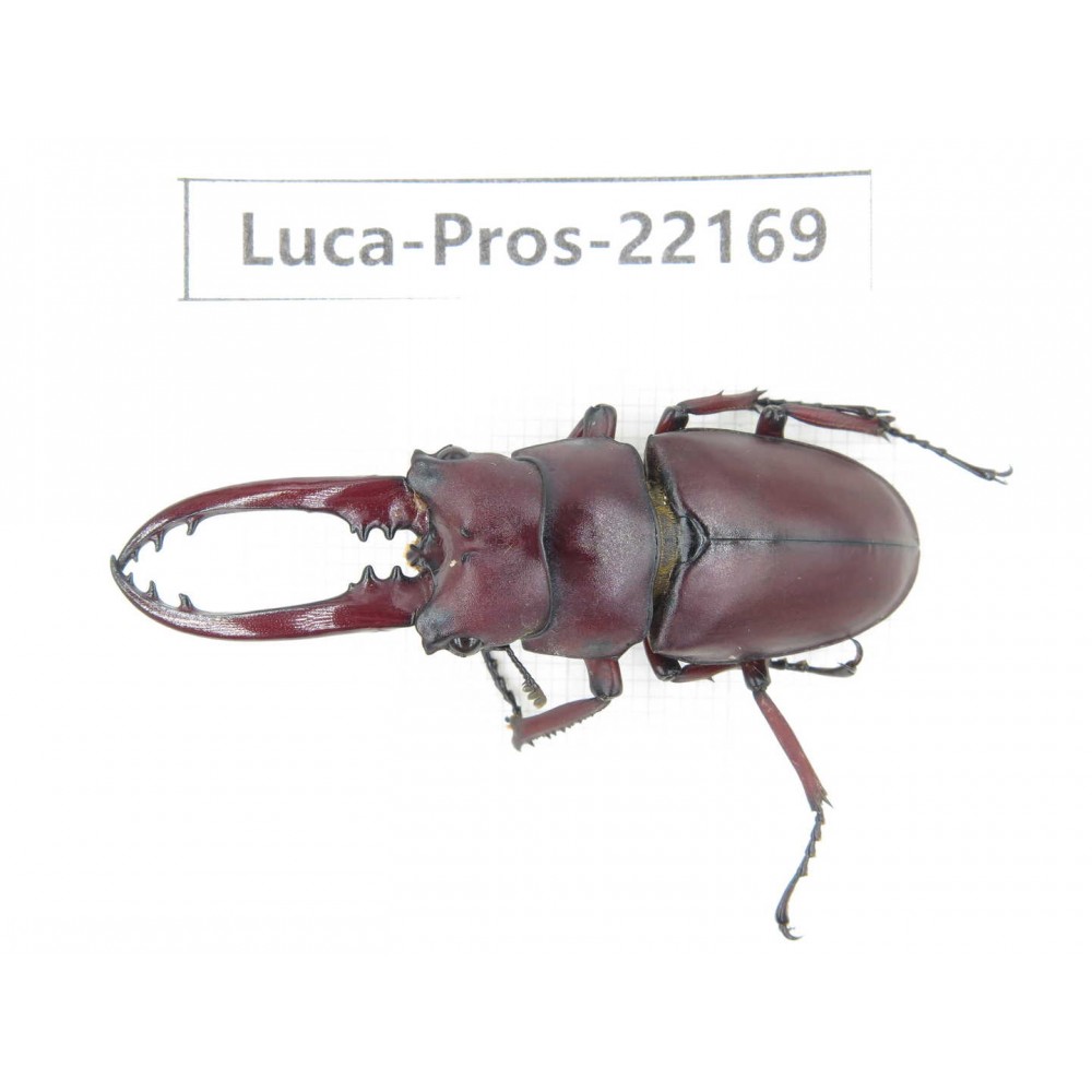 Prosopocoilus sp. China, Yunnan, Dali, S of Mt.Cangshan.1M. Luca-Pros-22169.