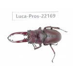 Prosopocoilus sp. China, Yunnan, Dali, S of Mt.Cangshan.1M. Luca-Pros-22169.