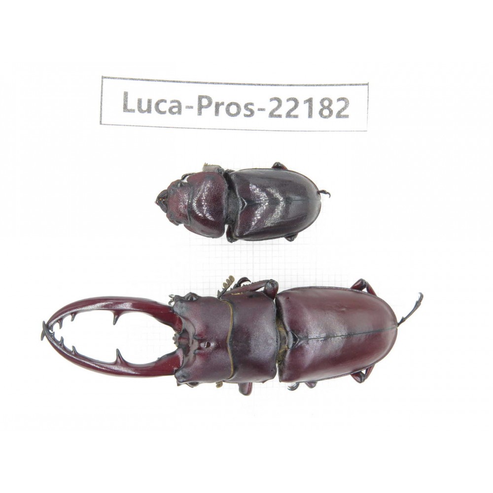 Prosopocoilus sp. China, Yunnan, Dehong, Longchuan county.1P. Luca-Pros-22182.