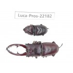 Prosopocoilus sp. China, Yunnan, Dehong, Longchuan county.1P. Luca-Pros-22182.