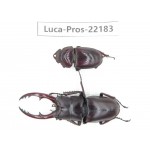 Prosopocoilus sp. China, Yunnan, Dehong, Longchuan county.1P. Luca-Pros-22183.