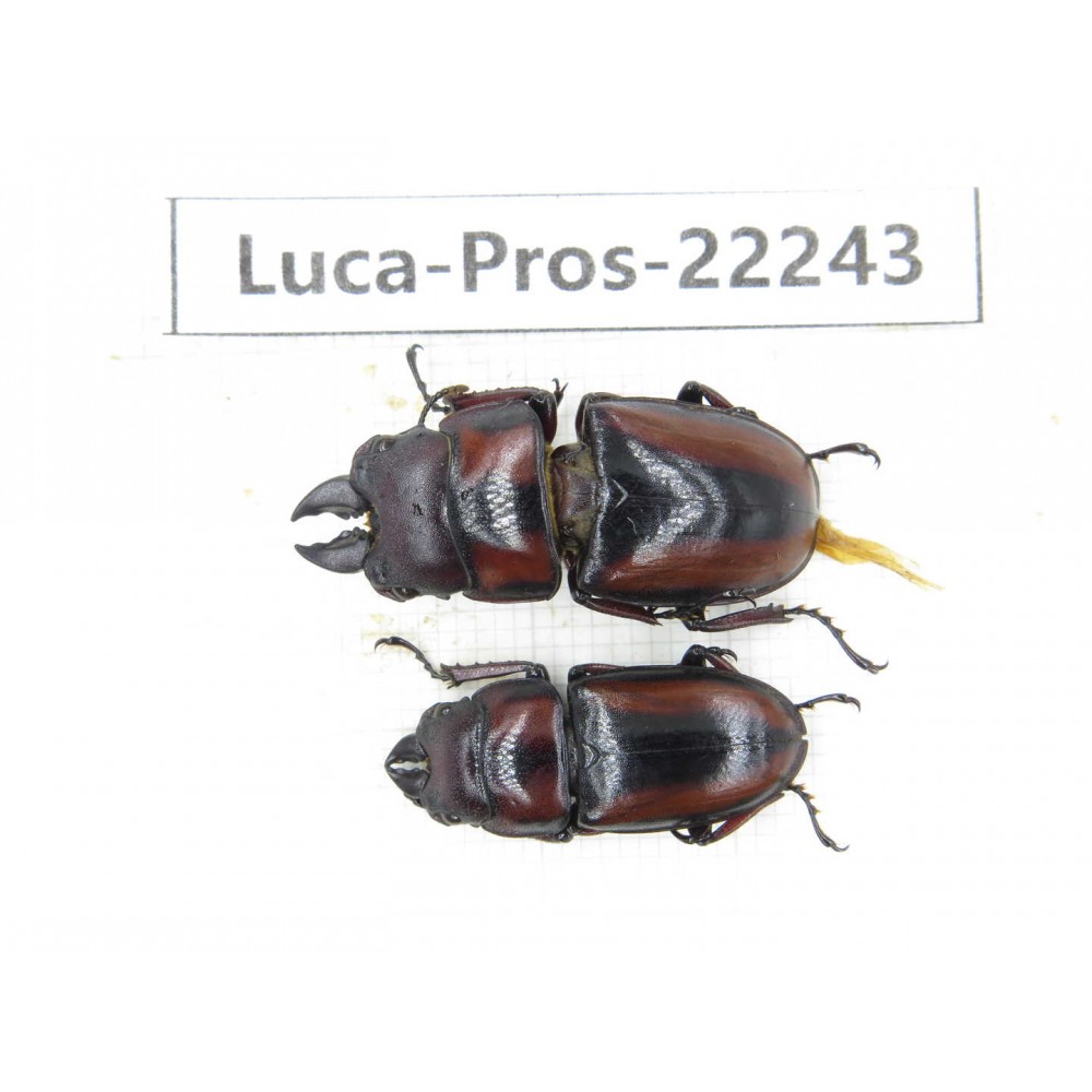 Prosopocoilus sp. China, Yunnan, Dehong, Longchuan county.1P. Luca-Pros-22243.