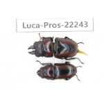 Prosopocoilus sp. China, Yunnan, Dehong, Longchuan county.1P. Luca-Pros-22243.