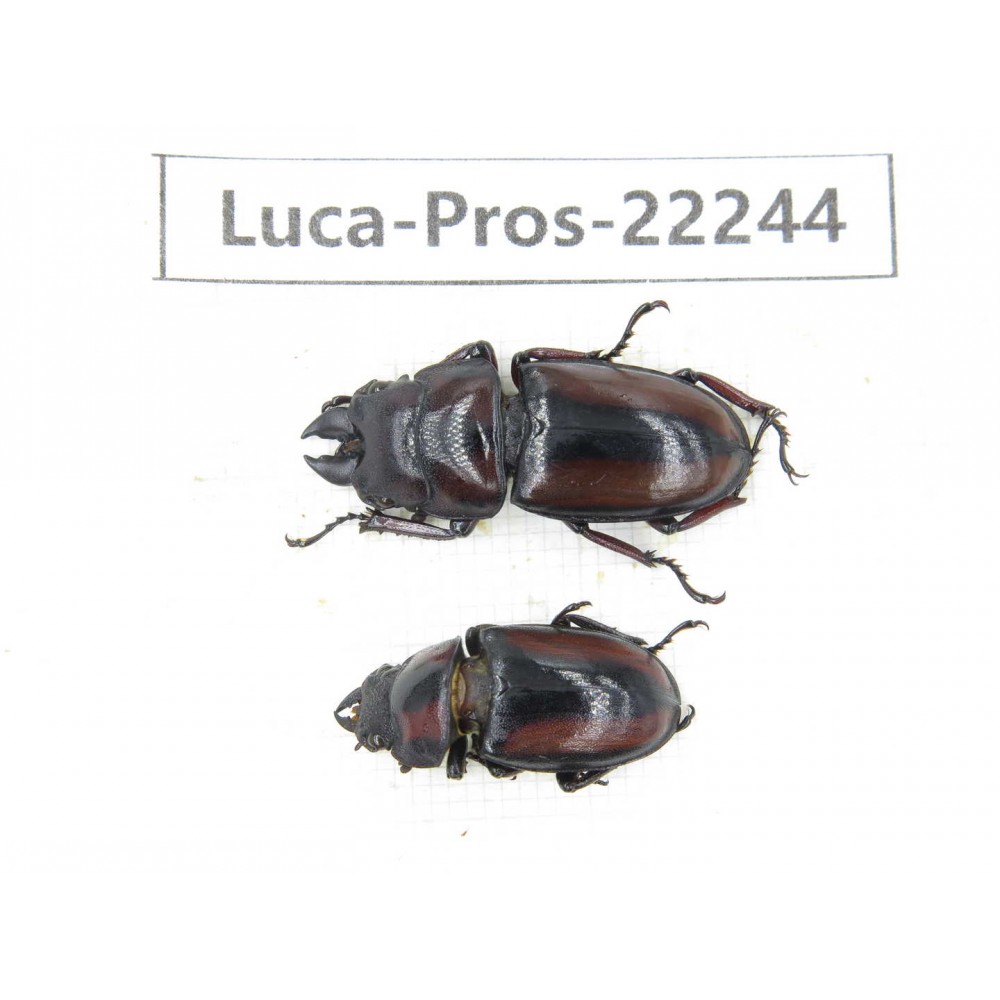 Prosopocoilus sp. China, Yunnan, Dehong, Longchuan county.1P. Luca-Pros-22244.