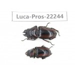 Prosopocoilus sp. China, Yunnan, Dehong, Longchuan county.1P. Luca-Pros-22244.