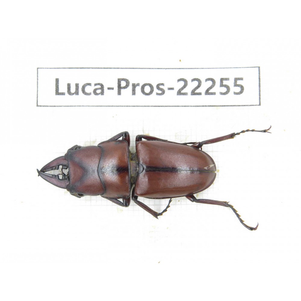 Prosopocoilus sp. China, Yunnan, Dehong, Longchuan county.1M. Luca-Pros-22255.