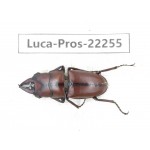 Prosopocoilus sp. China, Yunnan, Dehong, Longchuan county.1M. Luca-Pros-22255.