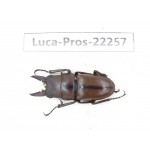 Prosopocoilus sp. China, Yunnan, Dehong, Longchuan county.1M. Luca-Pros-22257.